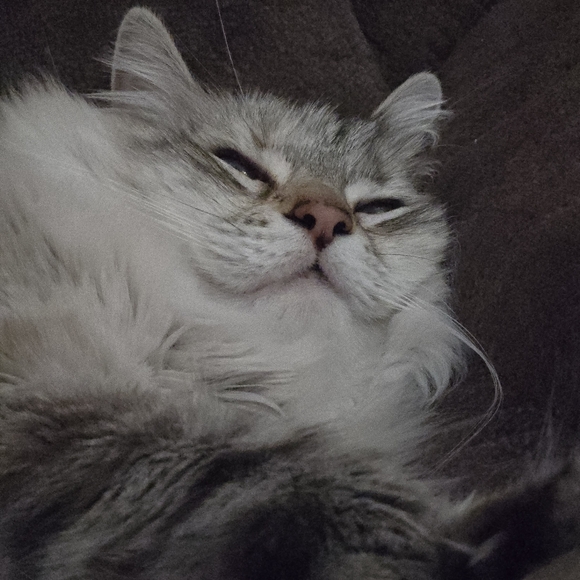 Meet your Posher, Michelle - Picture 5 of 8